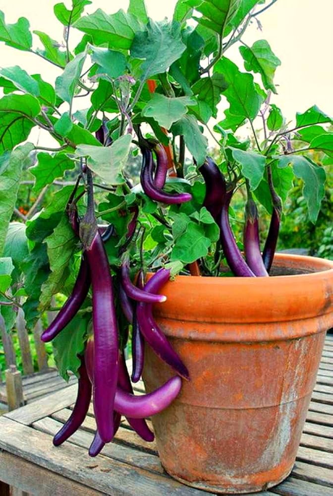eggplantページ SHOP CHINESE EGGPLANT (SAMPLE) | Purvey'd